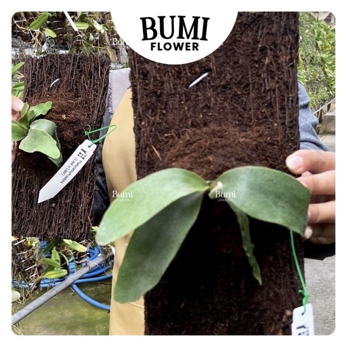 Platycerium (veitchii Lisa x andinum x Celso) Bumi Tanduk Rusa Hybrid