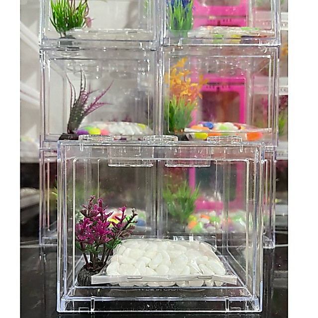 aquarium lego cupang