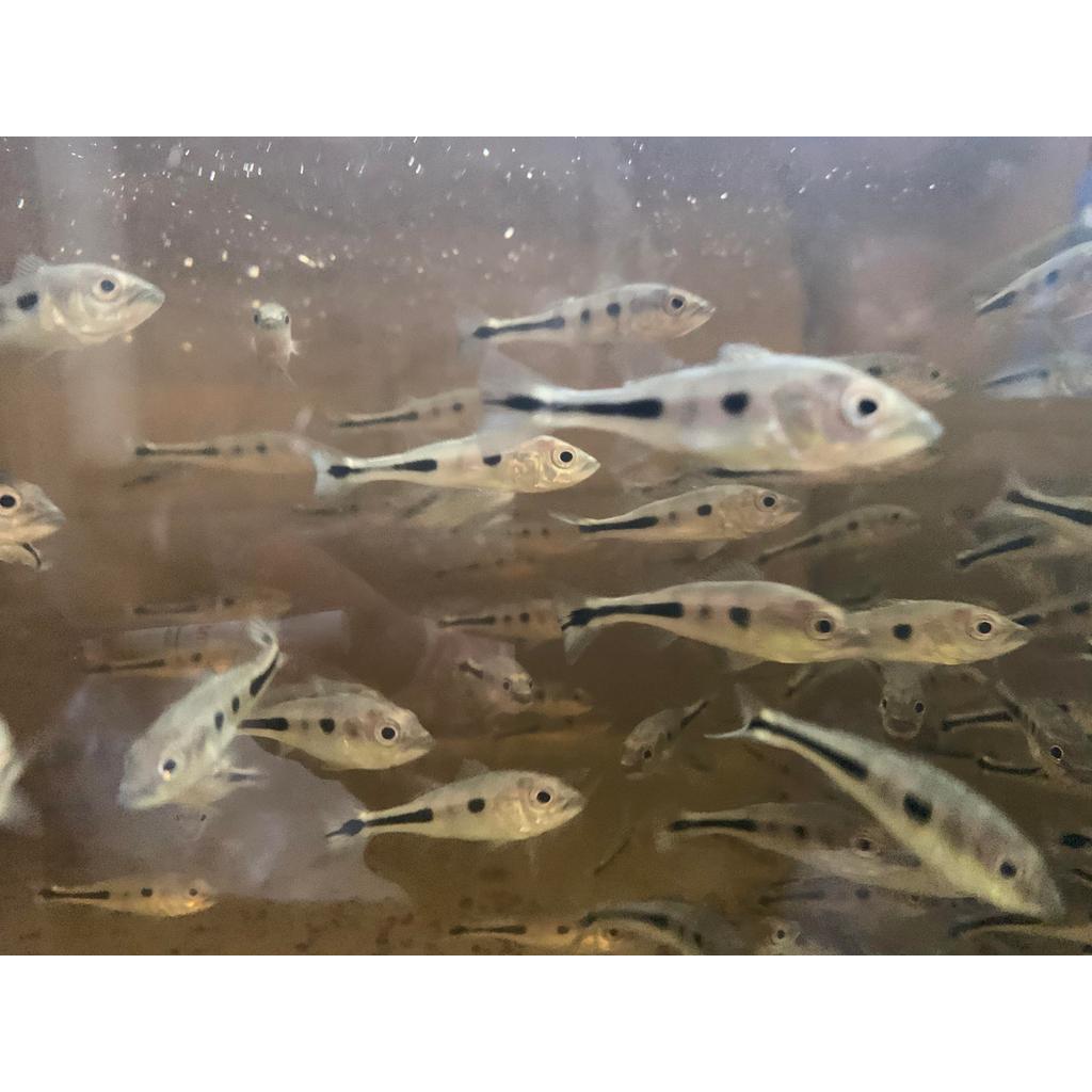 Pbass mono size 4-5cm - hiasan akuarium