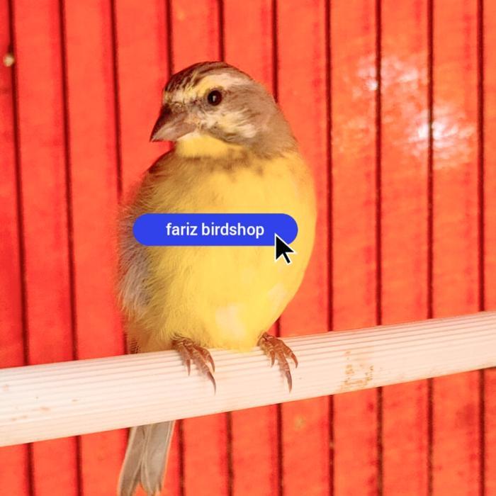 Terbaru burung mozambik betina buat cas/ternak