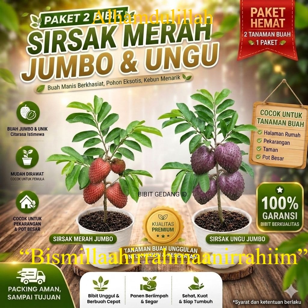 Paket hemat isi 2 bibit sirsak merah jumbo dan sirsak ungu jumbo siap tanam berkualitas
