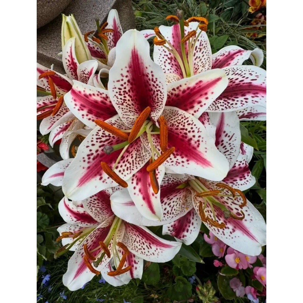 ( BISA COD ) Umbi Lilium Oriental Casablanca Premium Import Tanaman Hidup | Bunga Lilium | Umbi Lily