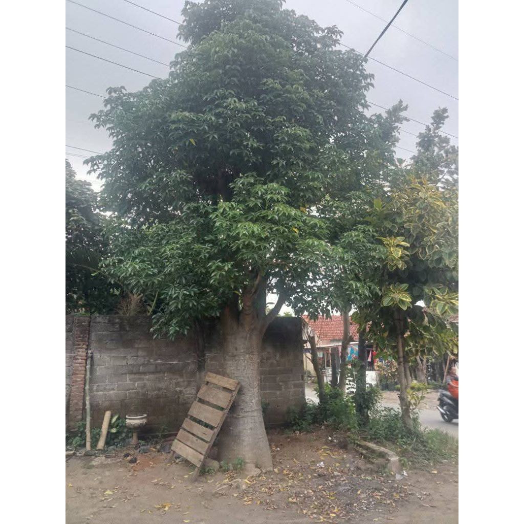 bibit pohon baobab tinggi 1mtr up