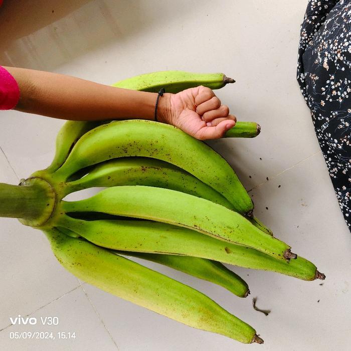 Pisang Tanduk Madu 1 Kg  | Tanduk Galek | Tanduk Agung | Pisang Jumbo