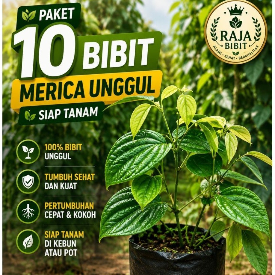 Promo isi 10 bibit merica unggul - lada perdu bibit merica  kualitas unggul(Merica.Agro)