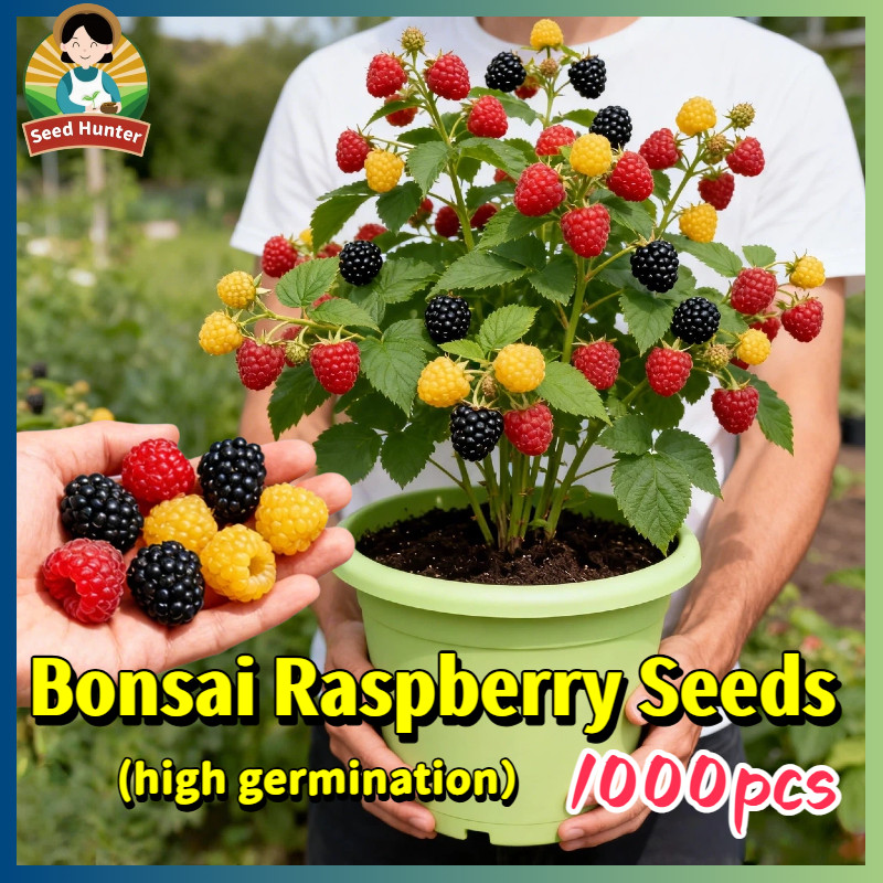 1000pcs/bag Mixed Bonsai Raspberry Seeds for Planting Fruit Trees  High Yield Raspberry Fruit Seeds 