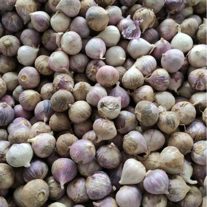 1KG BAWANG TUNGGAL/BAWANG LANANG MENTAH BAWANG TUNGGAL FRESH 1KG