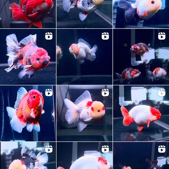 Oranda pw 8-11 cm Mas Koki Commercial Fancy High Quality