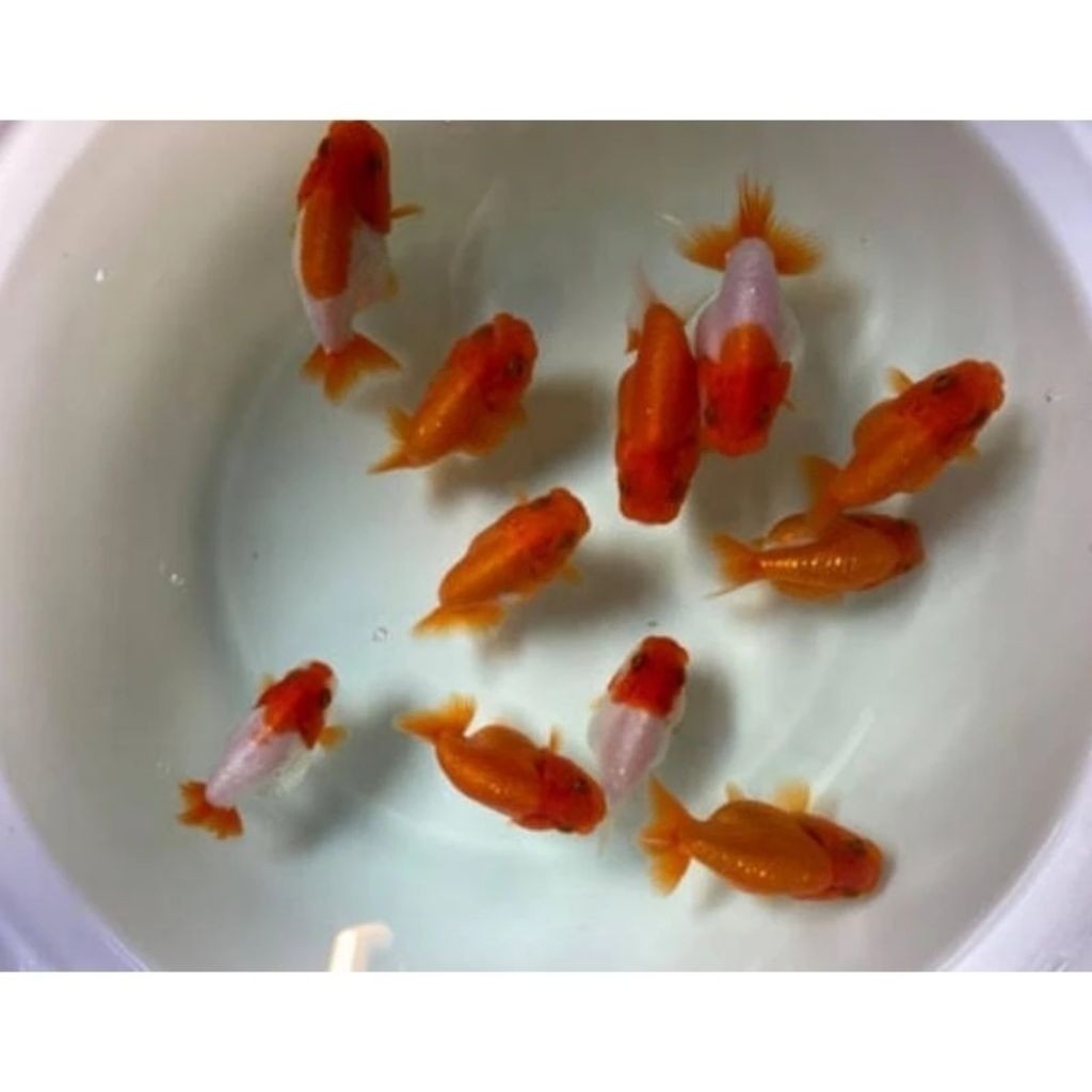 TOP rancu rw termurah terlaris 6-7 cm bufallow