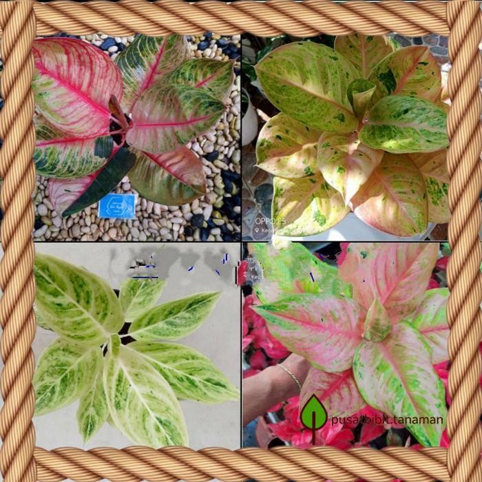 paket 4 bonggol aglonema asli