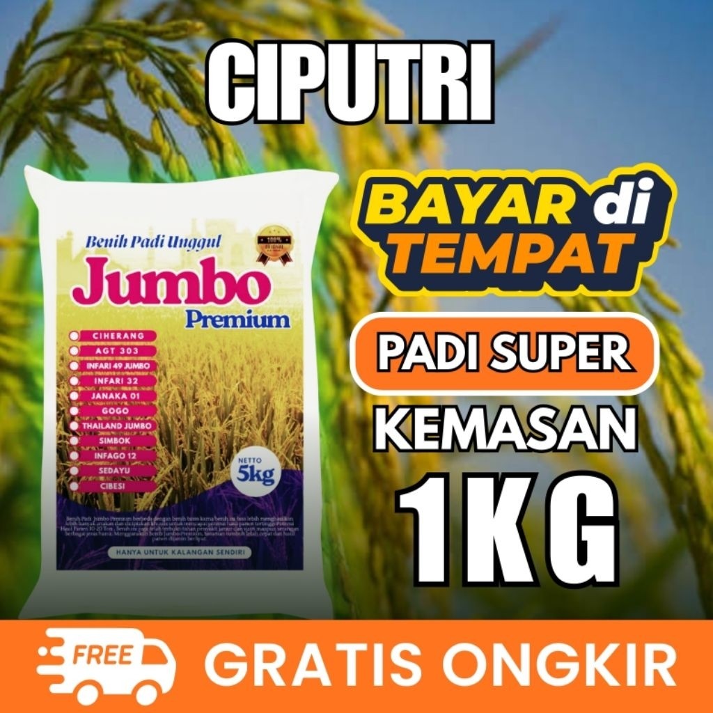 Padi unggul ciputri 1kg