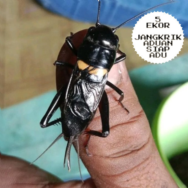Jangkrik Merah Hidup  Jangkrik Hitam Paket  Jangkrik Super Kalung JK GARANG JK GARUT JANGKRIK ADUAN 