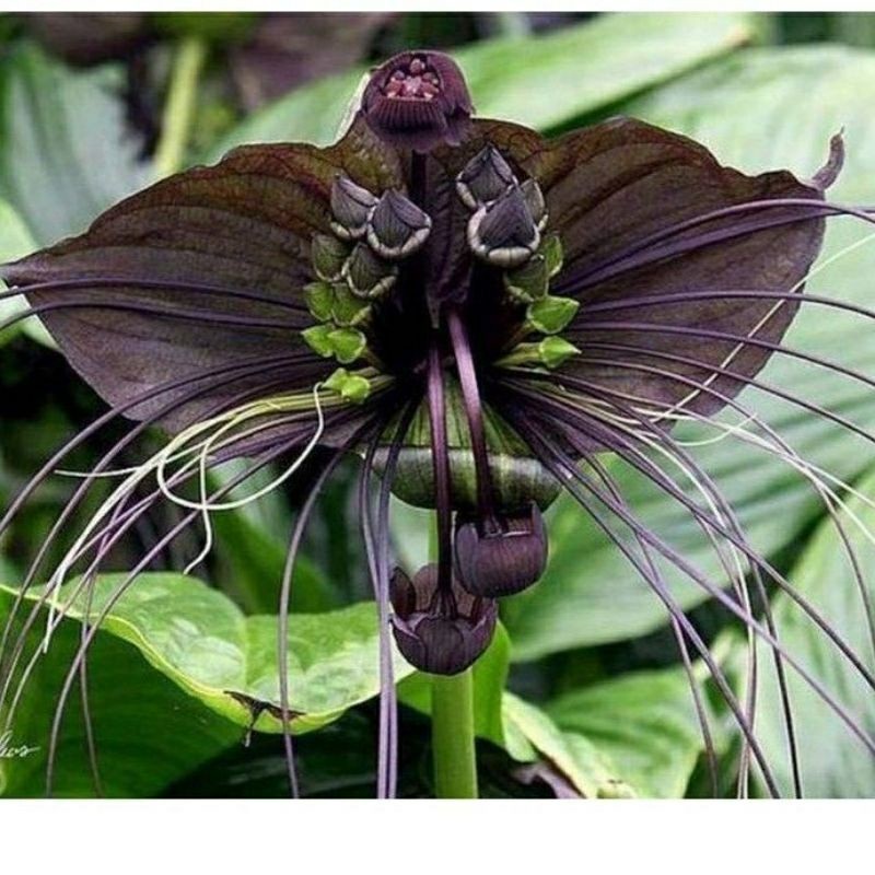 Tanaman hias bunga tacca anggrek kelelawar hitam