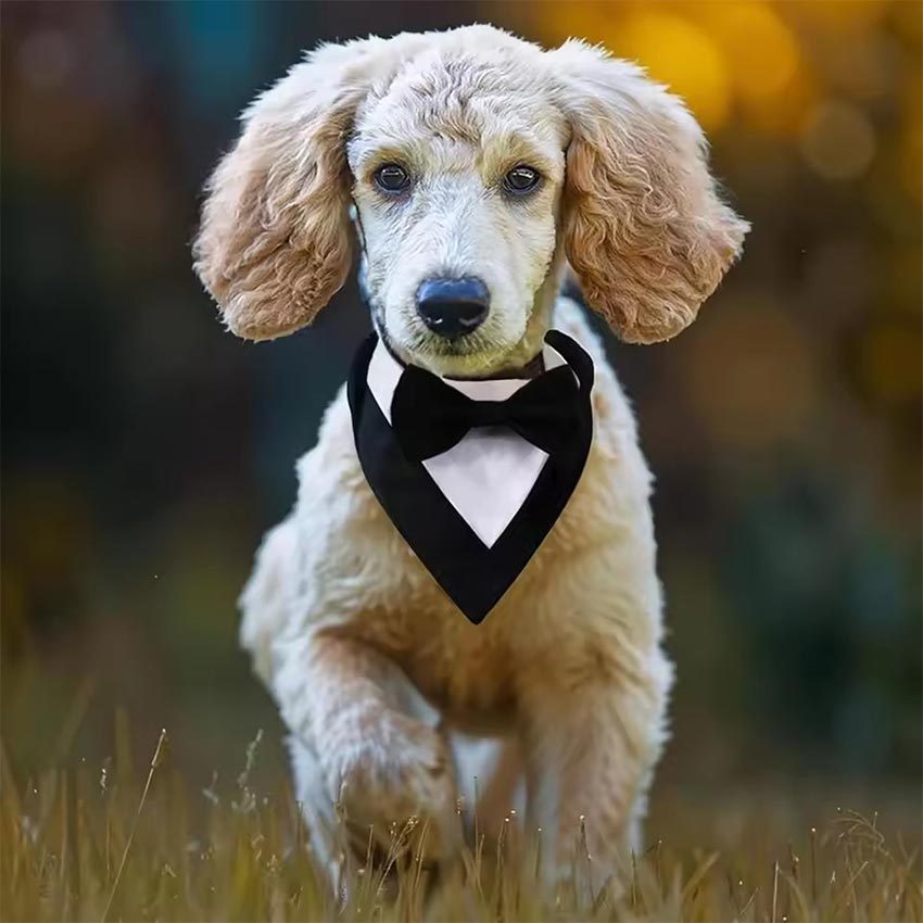 Tuxedo Anjing Bandana Kucing Besar Kecil Kalung Portable Multifungsi Heavy Duty Premium Praktis