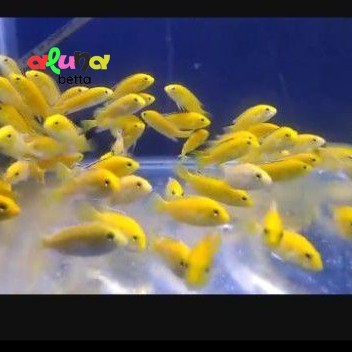 ikan chiclid / siklid lemon PAKET ISI 10