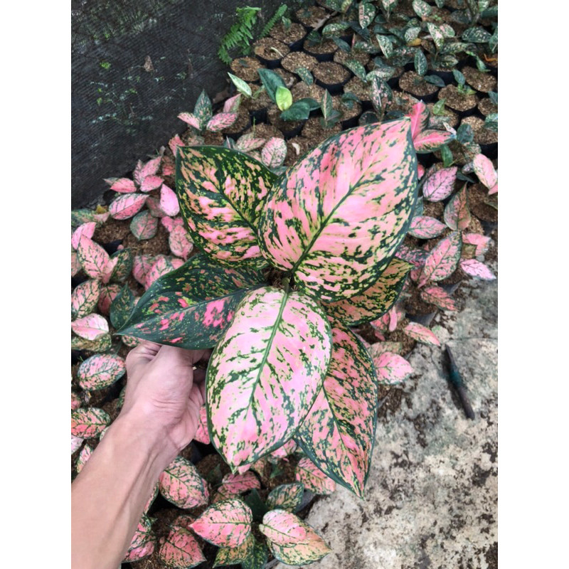 SPESIAL [PROMO 10.10] AGLONEMA LADY VALENTINE MURAH