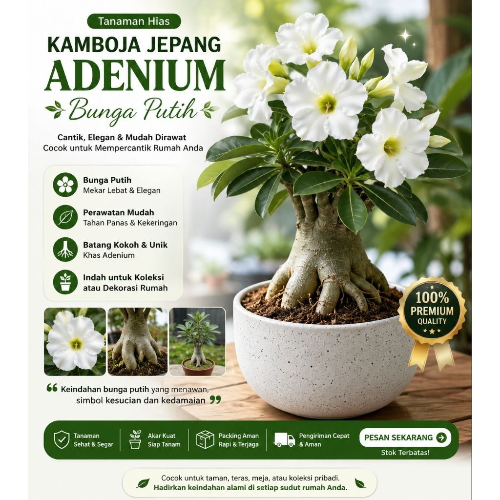 POHON ADENIUM TUMPUK WHITE - BUNGA PUTIH TUMPUK / KAMBOJA JEPANG