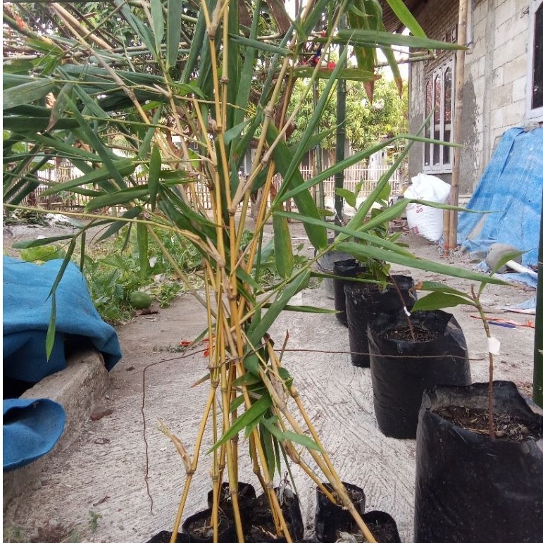 bibit bambu kuning mini asli