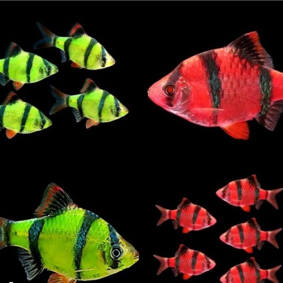 TOP HIASAN AQUARIUM (PAKET ISI 10 )SUMATERA GLOFISH TIGER BARB GLOWFISH