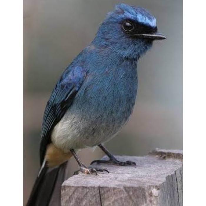 Cappybarashop burung tledekan biru atau selendang biru