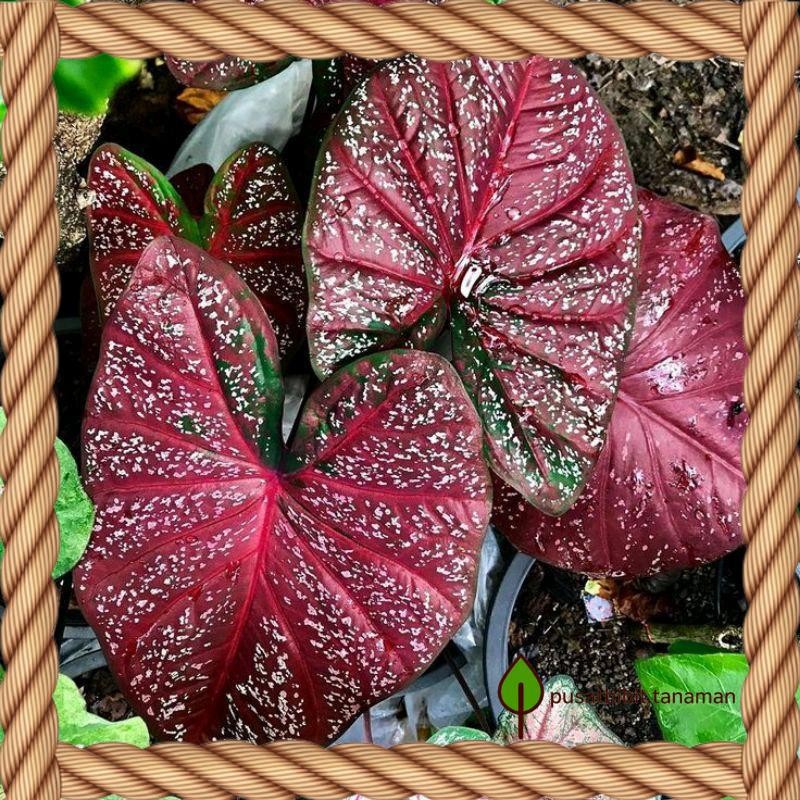 Tanaman hias Caladium Keladi Red Dragon bibit Bonggol