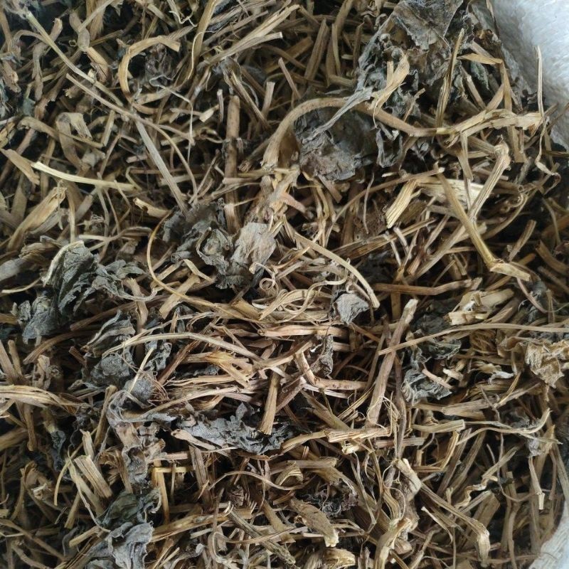 Daun Binahong Kering