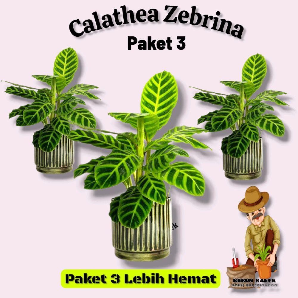 Paket 3 Calathea Zebrina / Tanaman Calathea Zebrina / Tanaman Hidup Calathea Zebrina