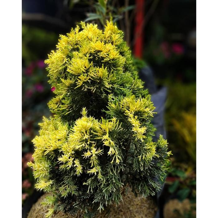 Bunga CEMARA GOLDEN PEKING - Tanaman Hias Hidup Daun Cemara Golden Peking - Pohon Cemara Golden Peki