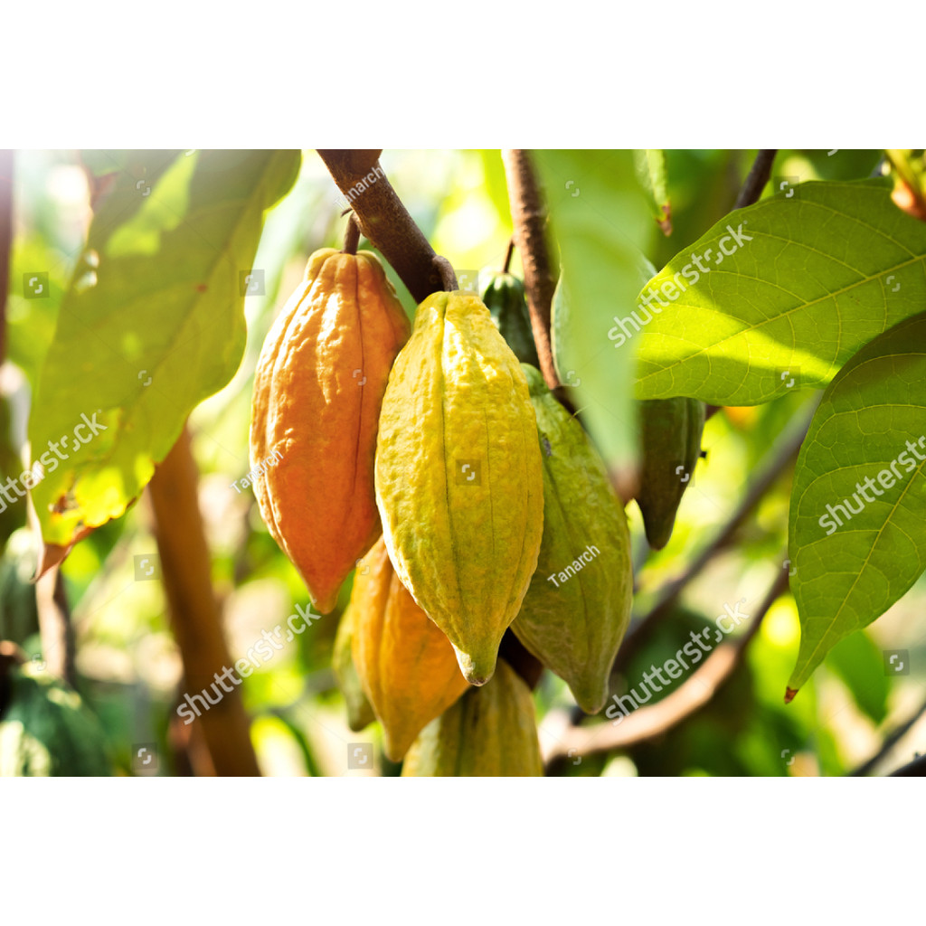 BDG BIBIT benih biji coklat kakao unggul