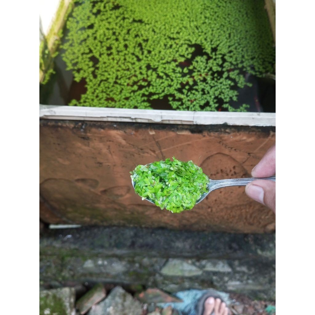 Lemna / Tanaman Air Mata Lele / Duckweed | Pakan Alternatif hs-ppp