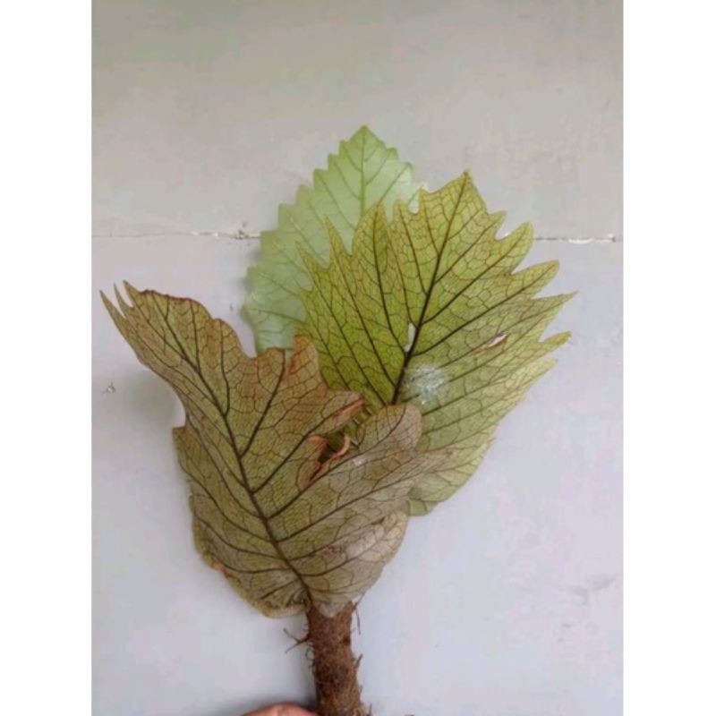 Tanaman hias Kadaka Aglaomorpha/Tanaman hias dinding