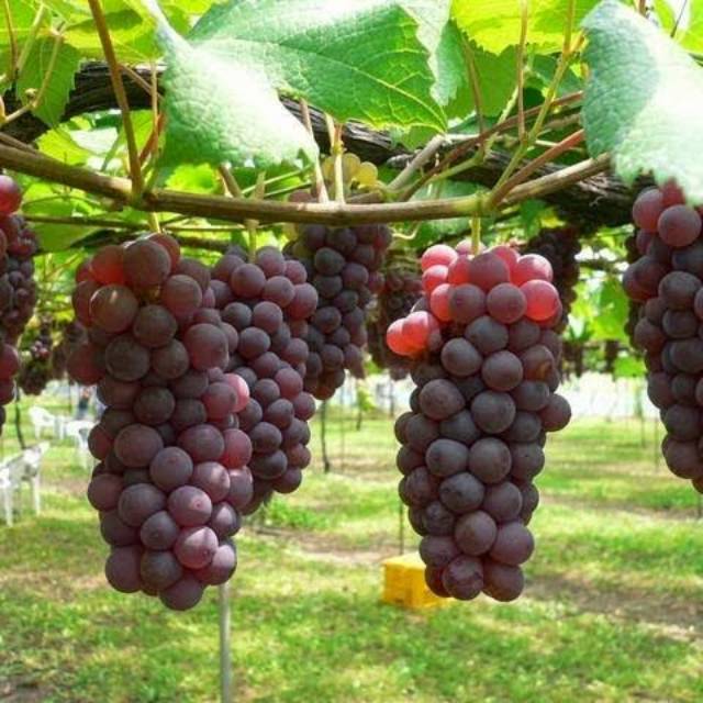 Bibit Anggur Merah Import