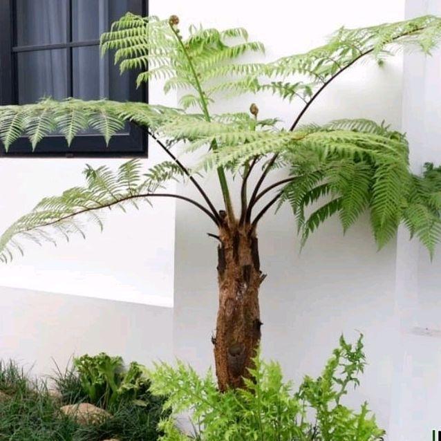 Tanaman hias pakis monyet - Tanaman peneduh pakis monyet - Pakis hutan alami