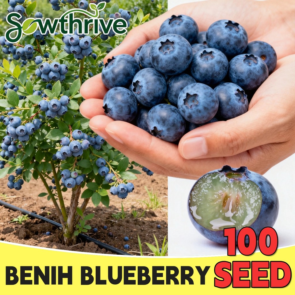 Benih Buah Blueberry Bibit Unggul Isi 100 Biji Bibit Pohon Buah Blueberry Segar Blueberry Seeds Beni