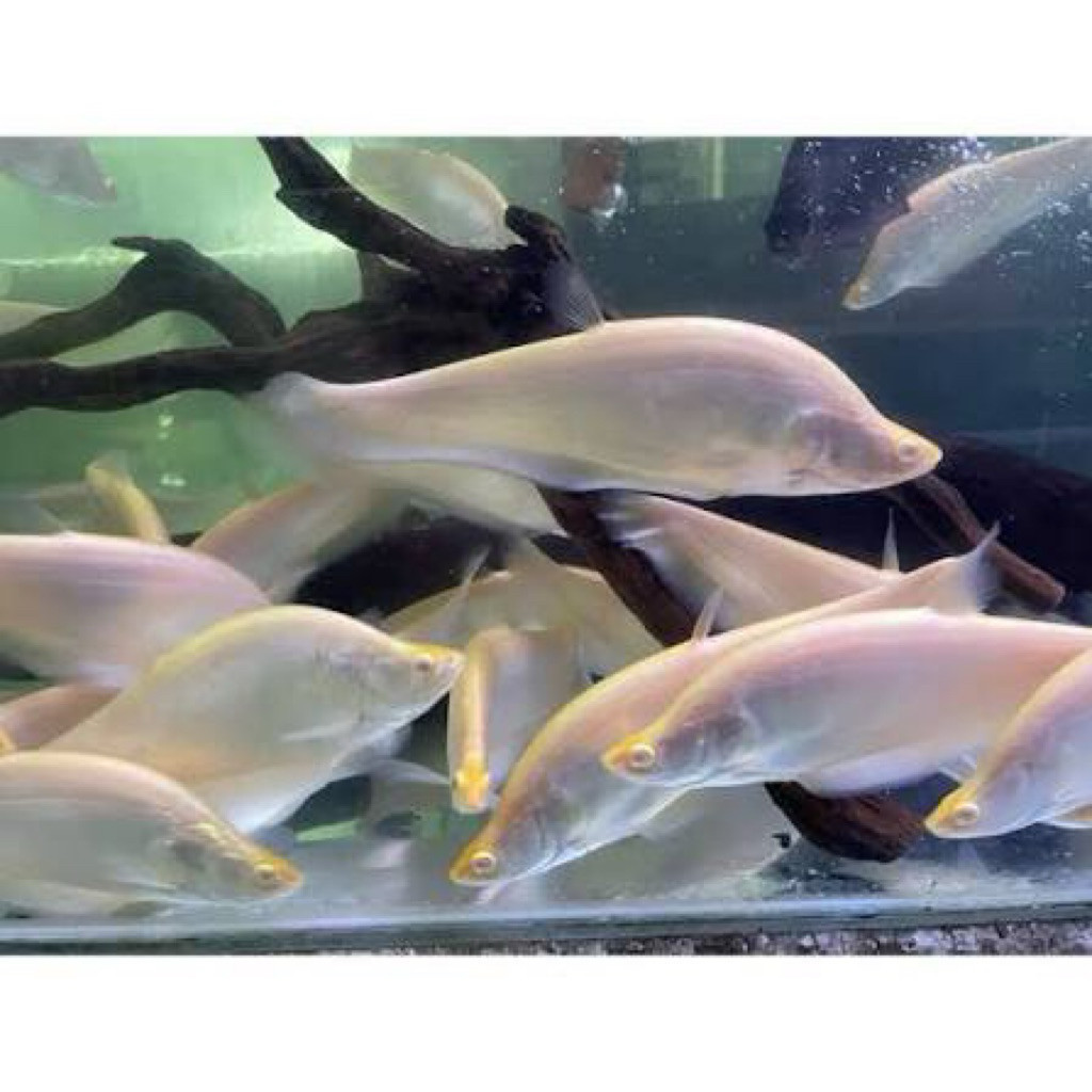 TOP Ikan Hias Belida Albino 
10 -12 cm / Hiasan Aquarium / Ikan Hias Belida putih rare
