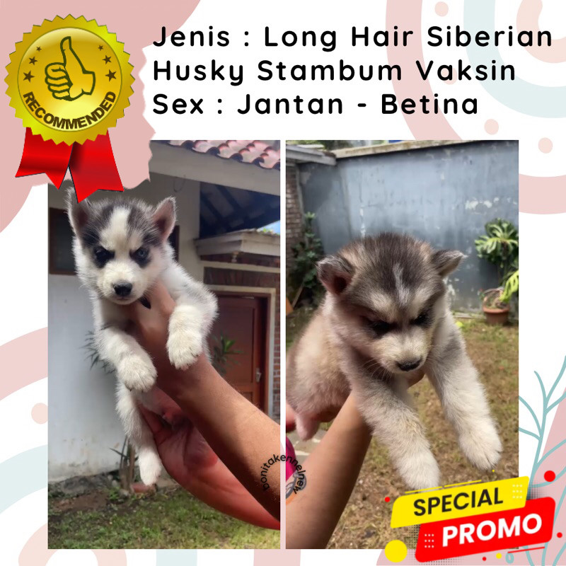 Anak Anjing Siberian Husky Long Hair Stambum Blue Eyes Jantan Flip Flop Betina