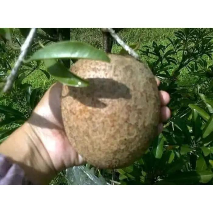 Bibit Sawo Jumbo Cm19 Sawo Malaysia