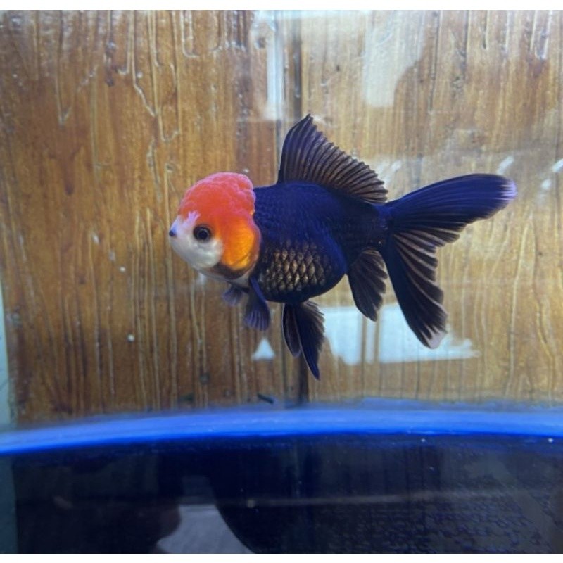 INDUKAN KOKI ORANDA TANCO MERAH HITAM CANTIK