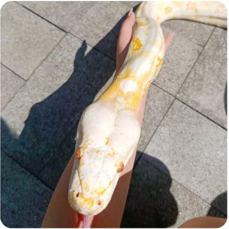 READYY GE Reticulated Python Albino