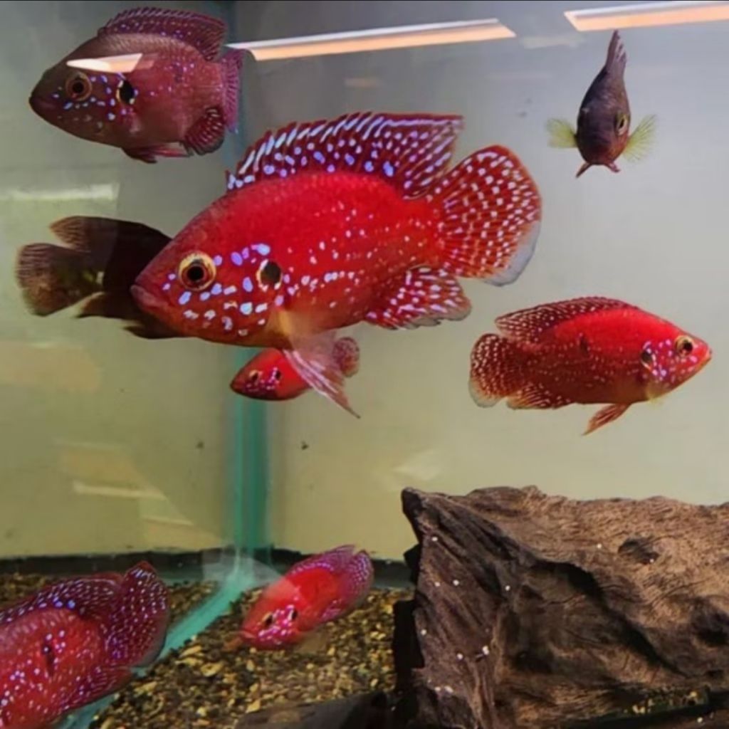 TOP Red jewel cichlid isi sepasang jantan betina hiasan aquarium