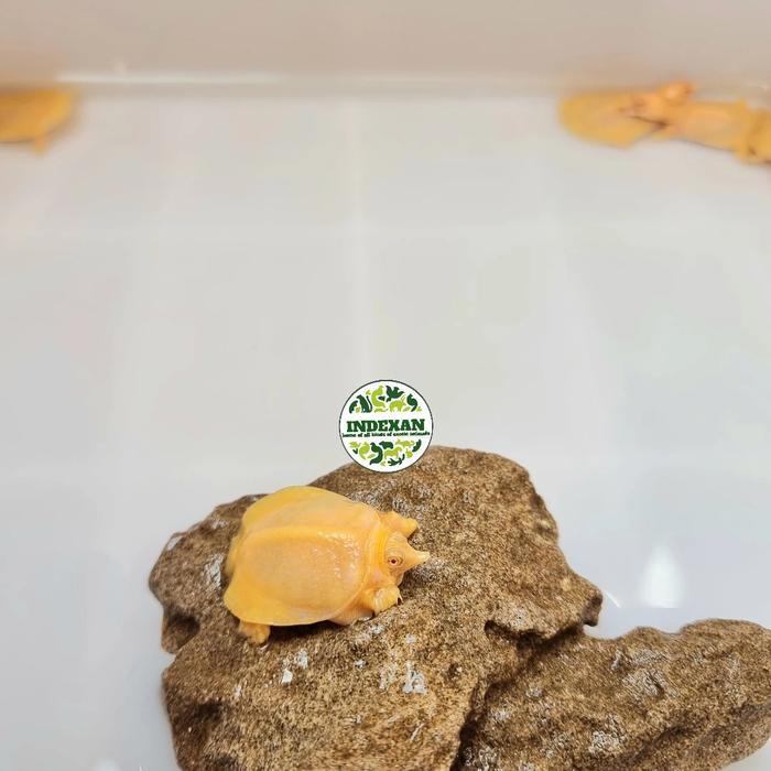 READY  GE kura kura bulus albino / labi labi albino mata merah