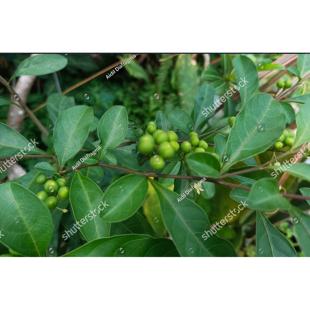 PDG Bibit Benih Leunca