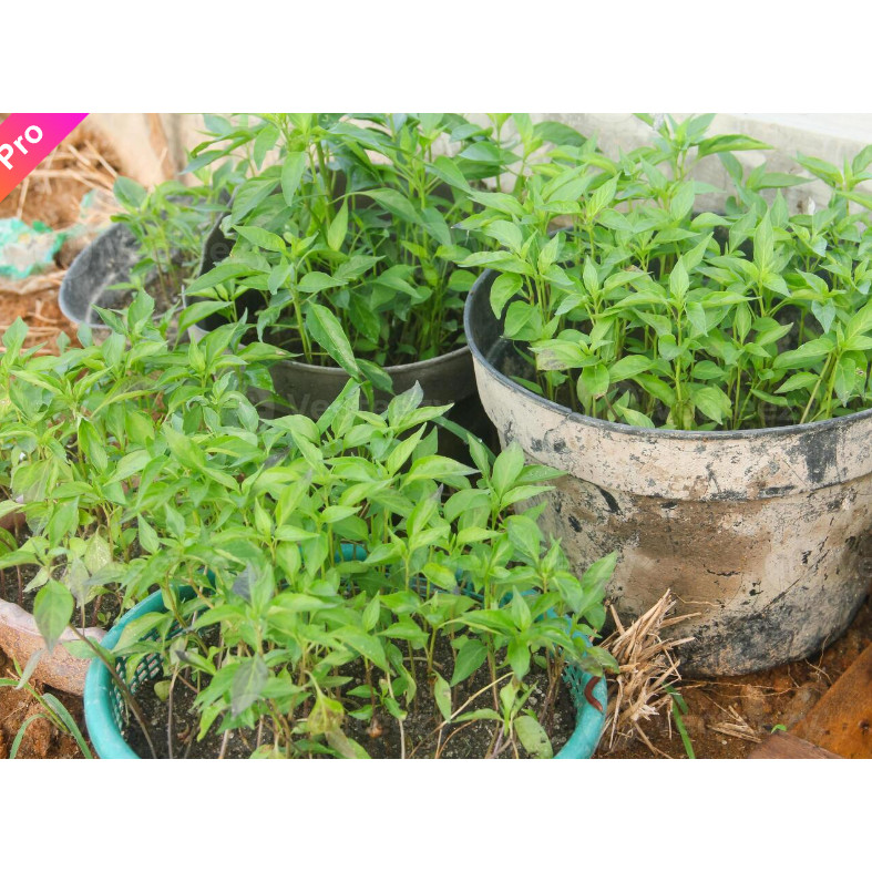 Bibit Biji Benih Bibit Kemangi Unggul