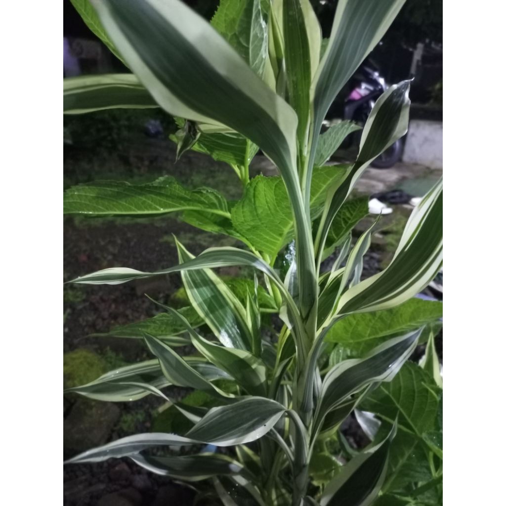 Bambu hoki putih | bambu hoki putih | 1pcs = 1 pohon - NN.id