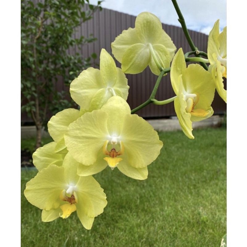 * Seedling anggrek dendrobium ferrara / Bunga Anggrek hidup/ Tanaman Hias Hidup /Bunga Hias Asli/ Bu