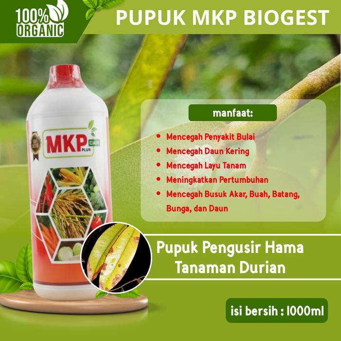 Pupuk MKP Biogest Cair Penumbuh Daun & Pencegah Virus Kuning pada Durian | Pupuk Pelebat Daun & Peng