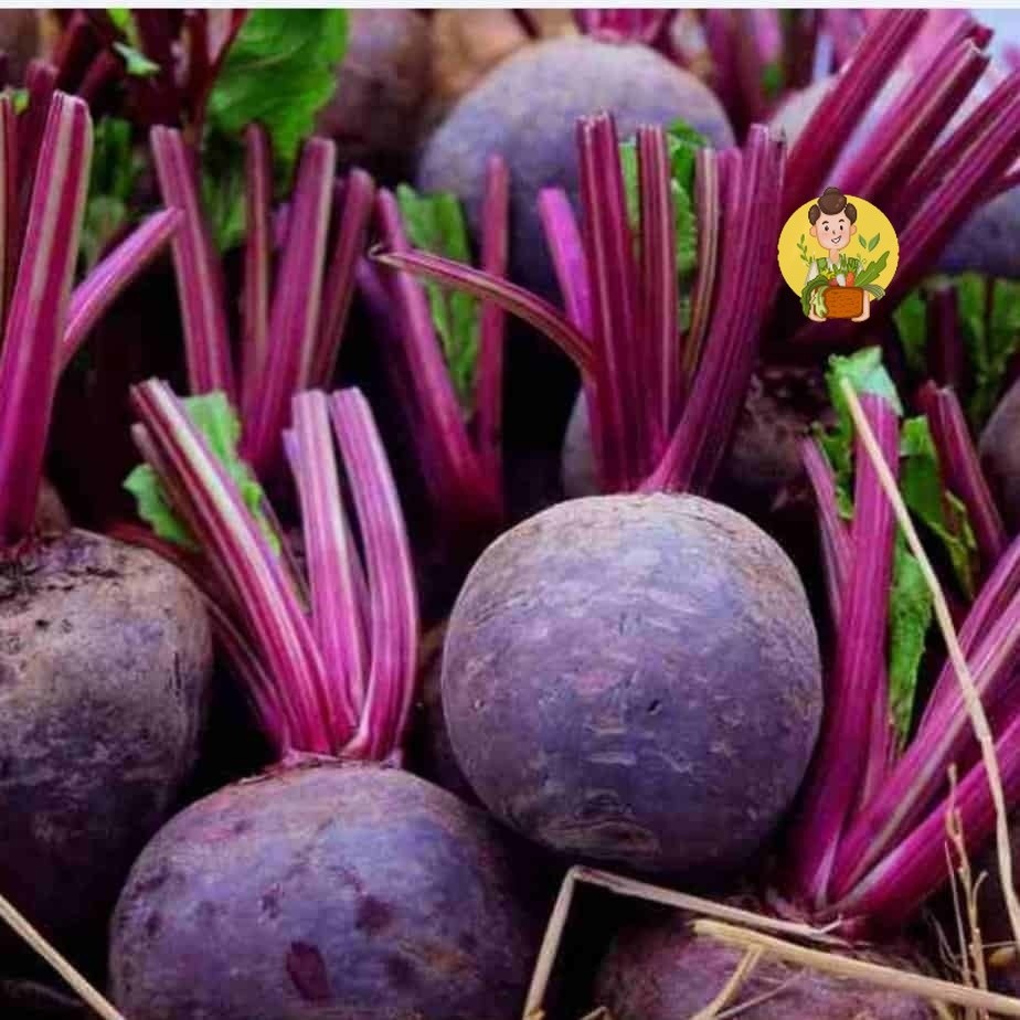 Buah Bit / Beet Root Fresh 500 gram - Sayur Instan Segar Malang