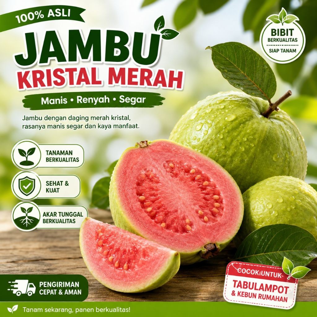 Bibit Jambu kristal merah hasil okulasi/Bibit  jambu kristal merah tanpa biji/ jambu kristal merah b
