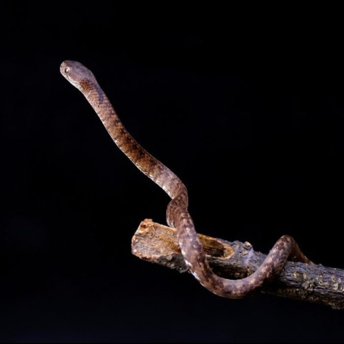 TERLARIS Ular Siput Pareas Carinatus Spesies Pareidae Asal Asia Tenggara Non Venom Jinak Aman Untuk 