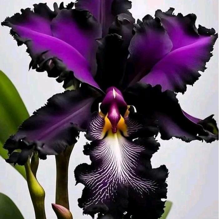 tanaman hias anggrek dendrobium black // anggrek dendrobium siap berbunga// anggrek dendrobium remaj